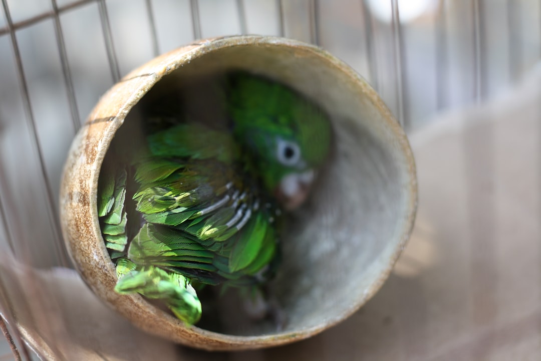 3 Birds Coffee Co