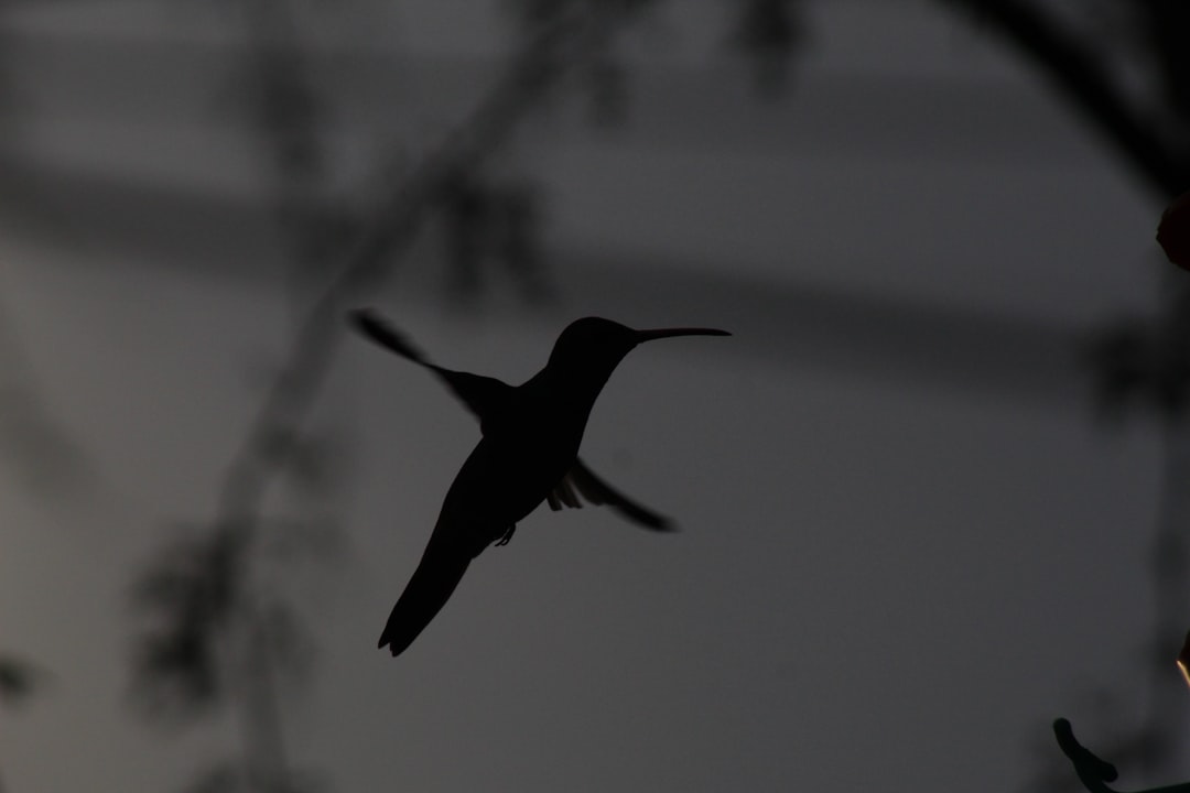 Colibri 2