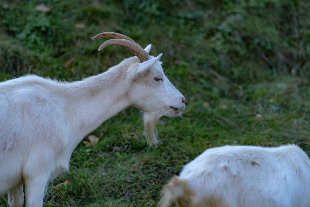 Dancing Goats