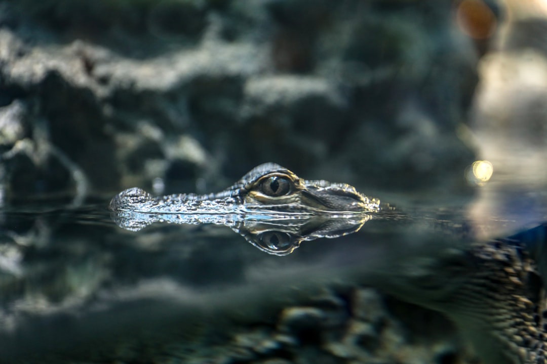 El Reino de la Salamandra