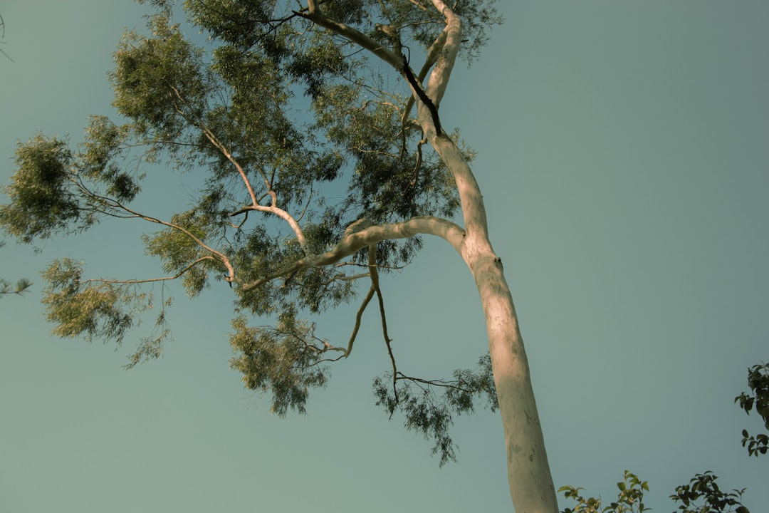 Eucalyptus
