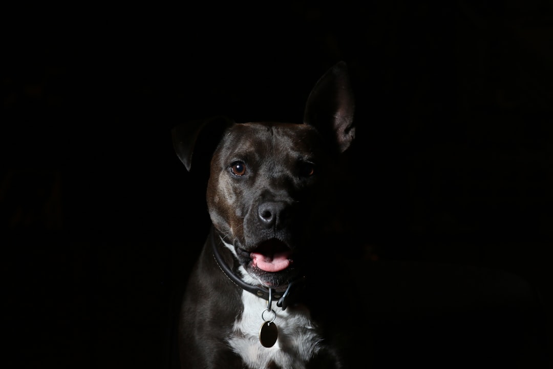 Fido