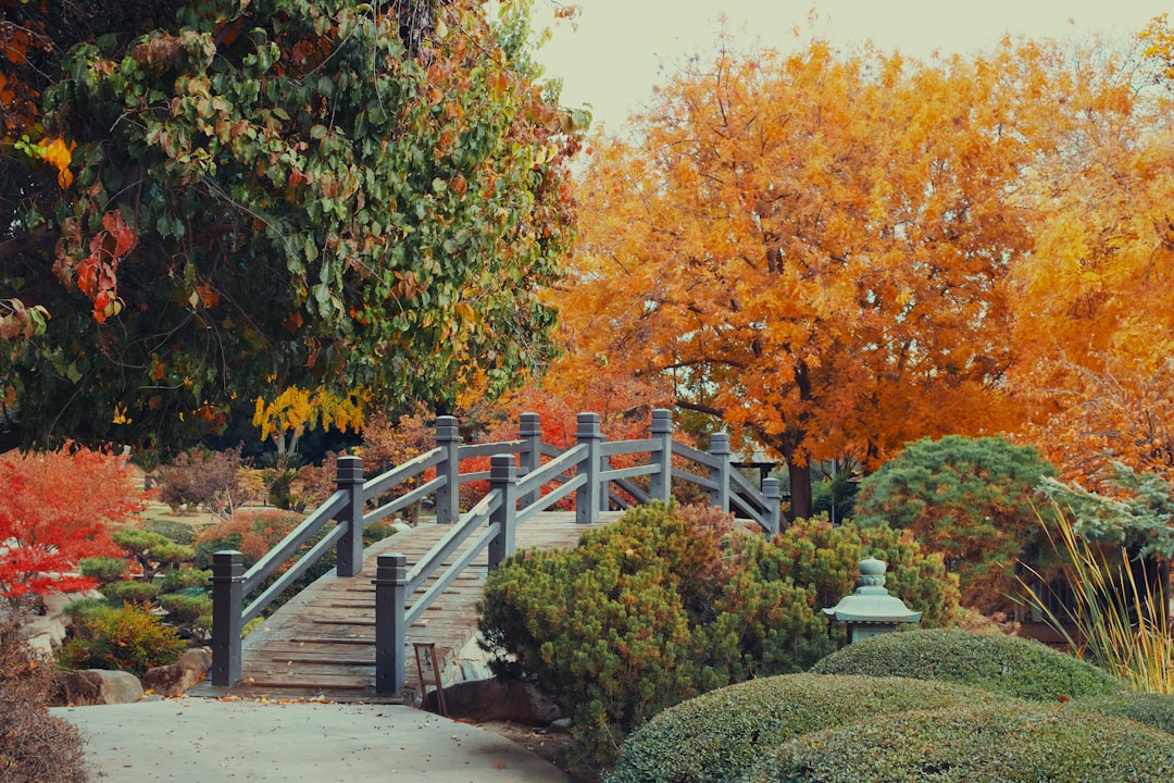 Fig Garden Library