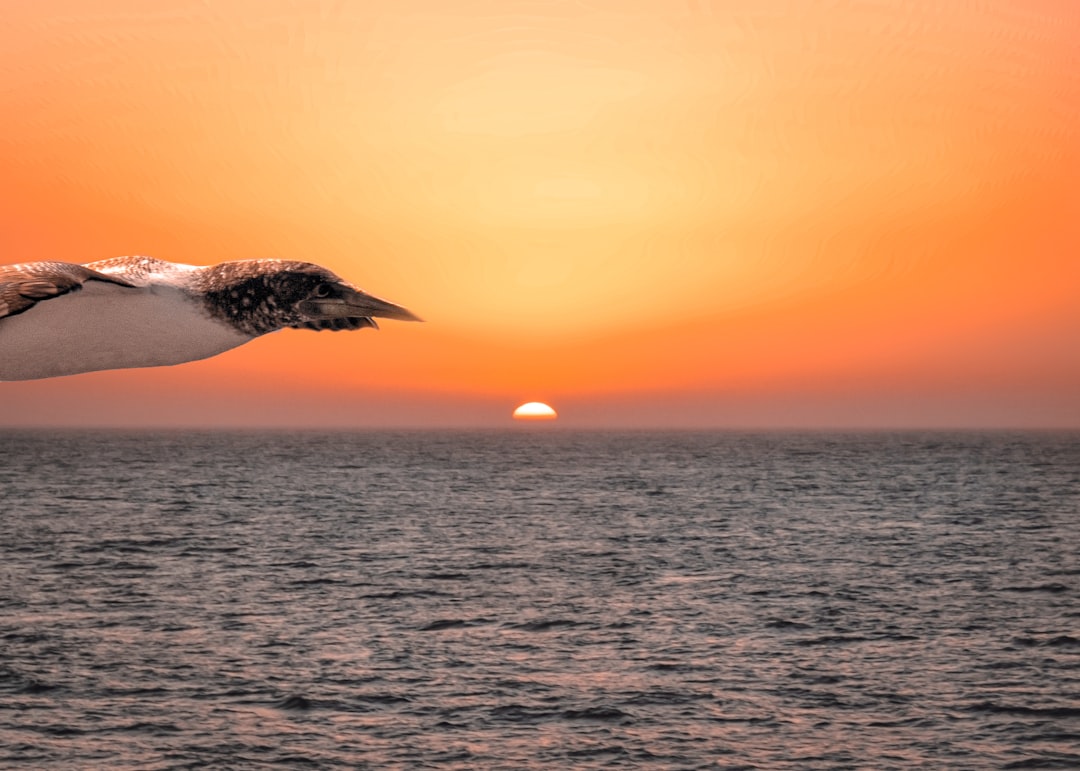 Flying Whale