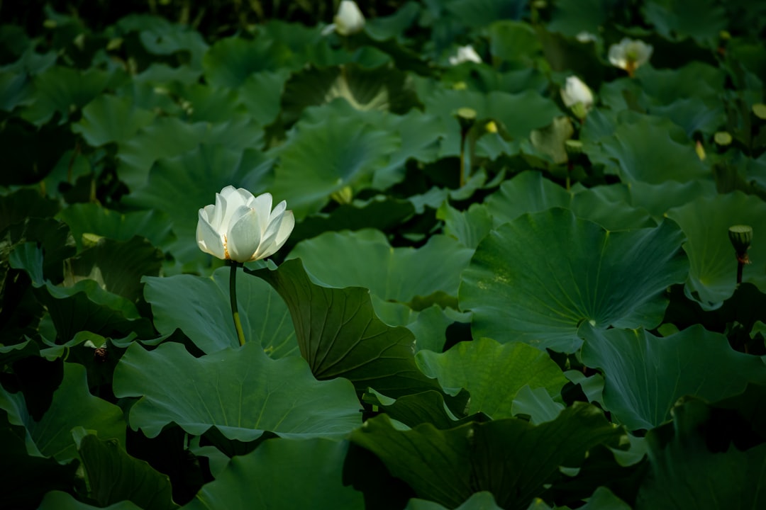 Full Lotus