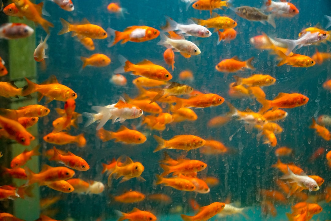 Goldfish Swim School