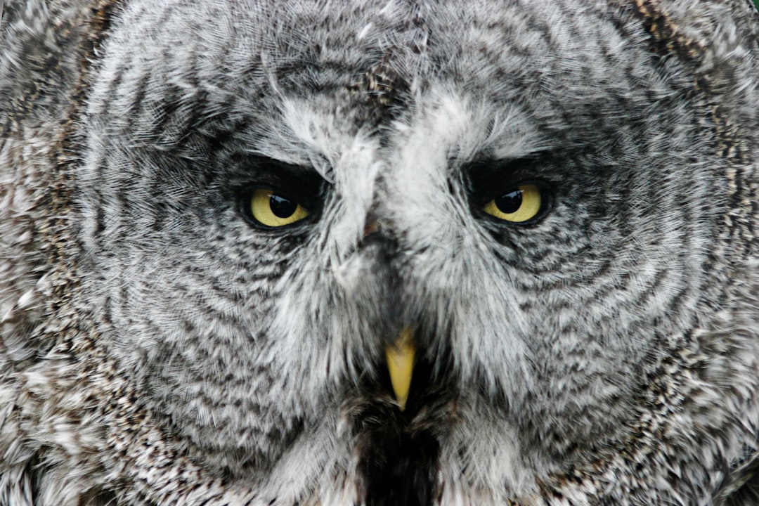 Gray Owl Coffee