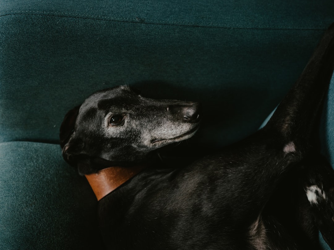 Greyhound Cafe