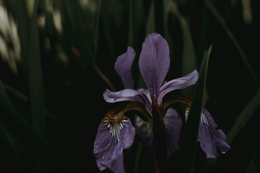Iris galerie