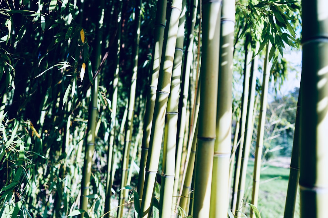 Jardim do Petisco