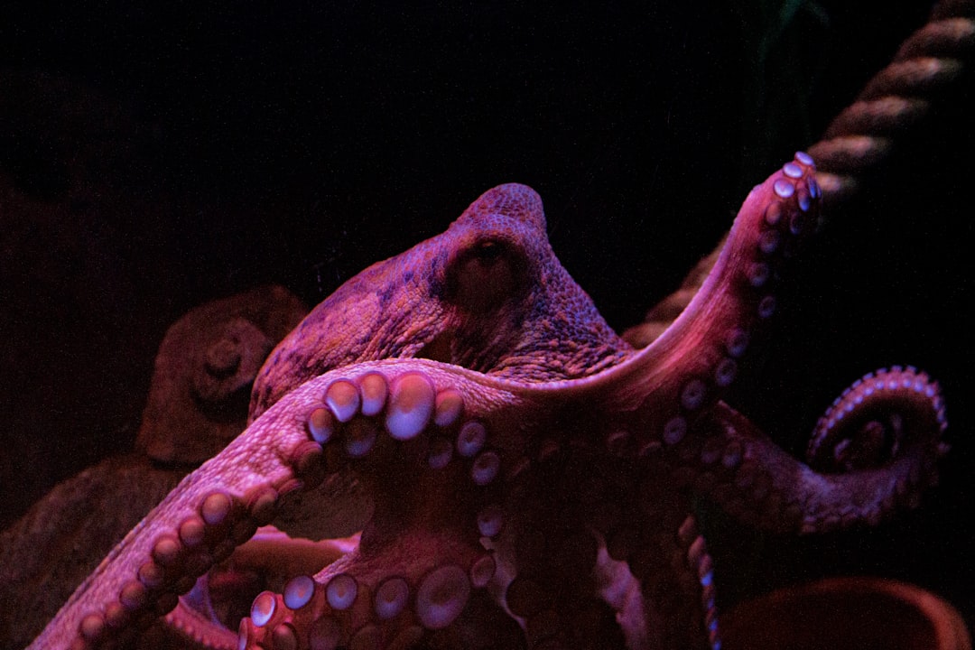 L'octopus