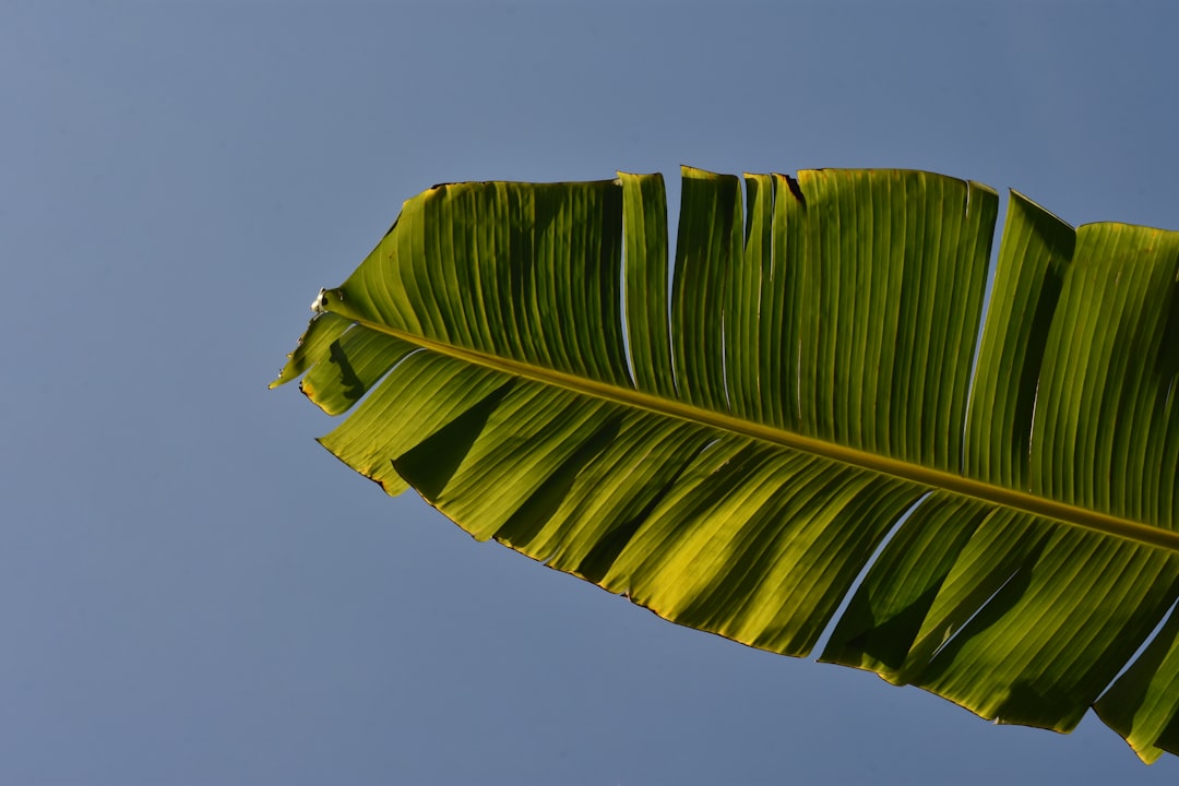 La Semilla