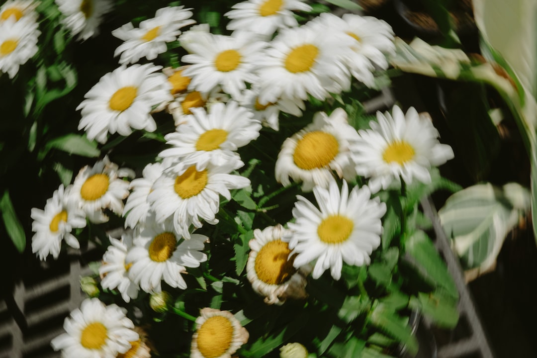 Les Floralies
