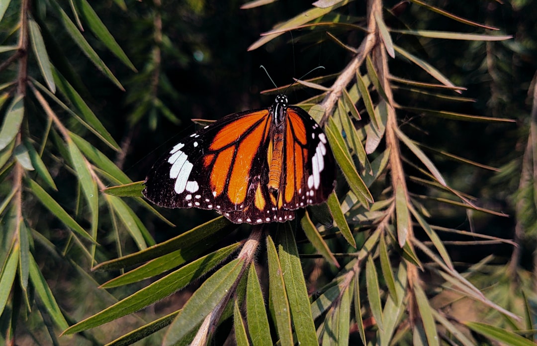 Monarch