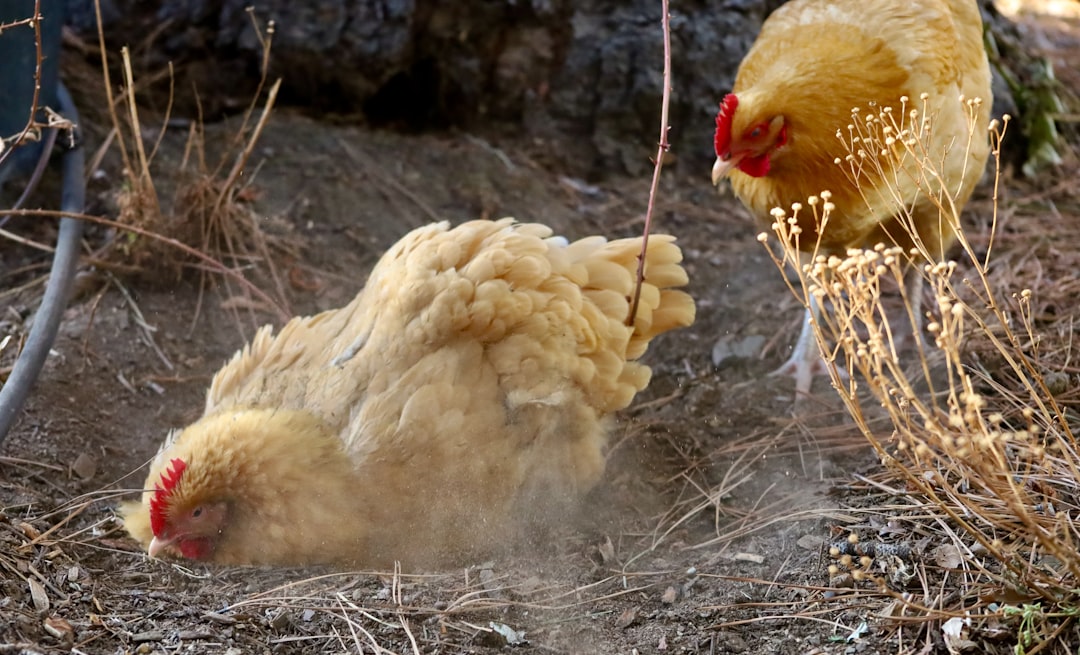 O frango assado