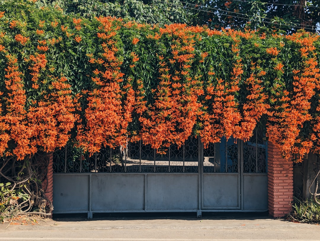 Orange Door Community Wellness