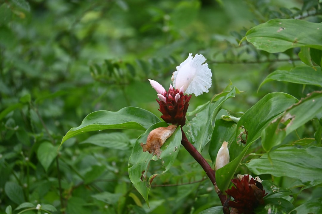 Pastelaria Flor de Loulé