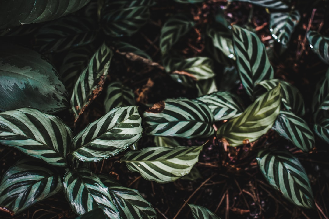 Plants + Coffee