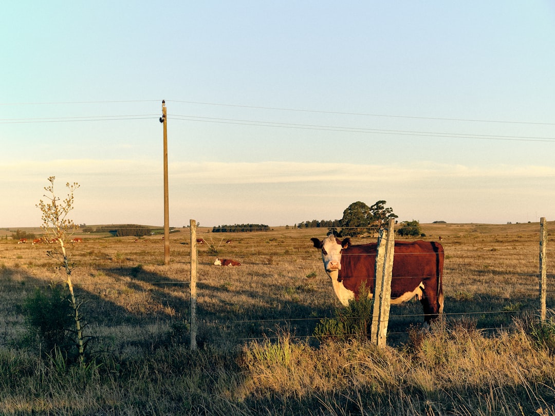 Rancho Urbano