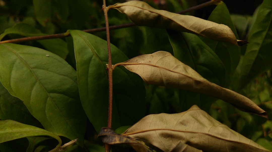 The Coffee Bean & Tea Leaf