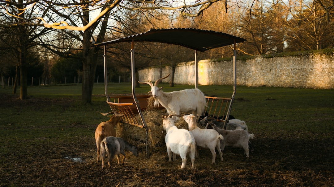 The Grazing Goat Cafe