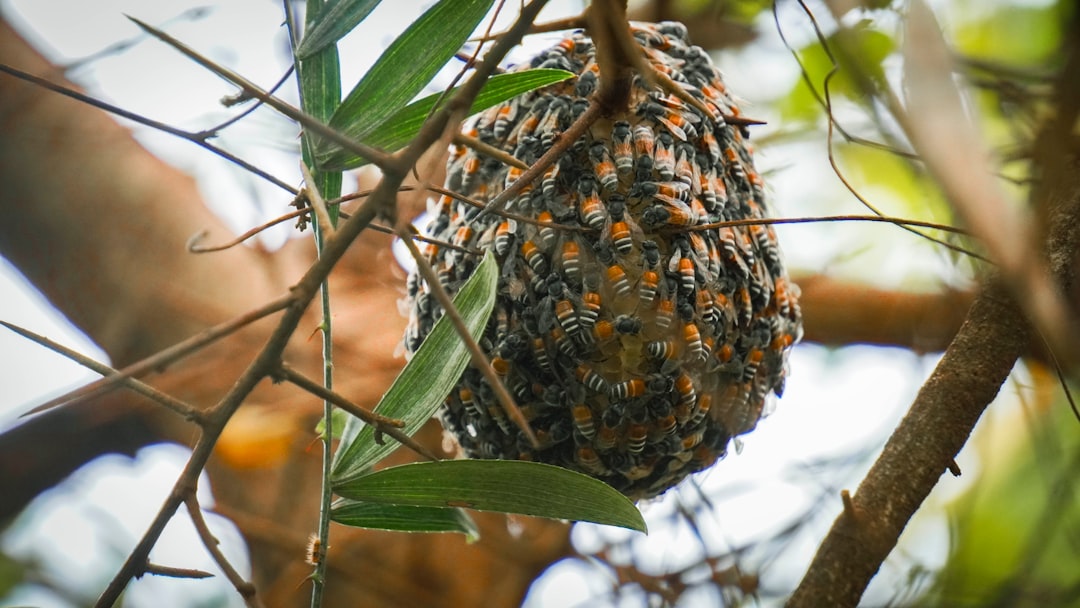 The Hive