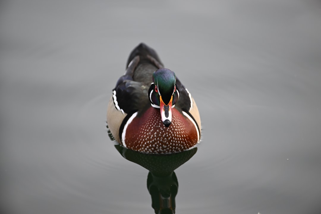 The Perky Peacock