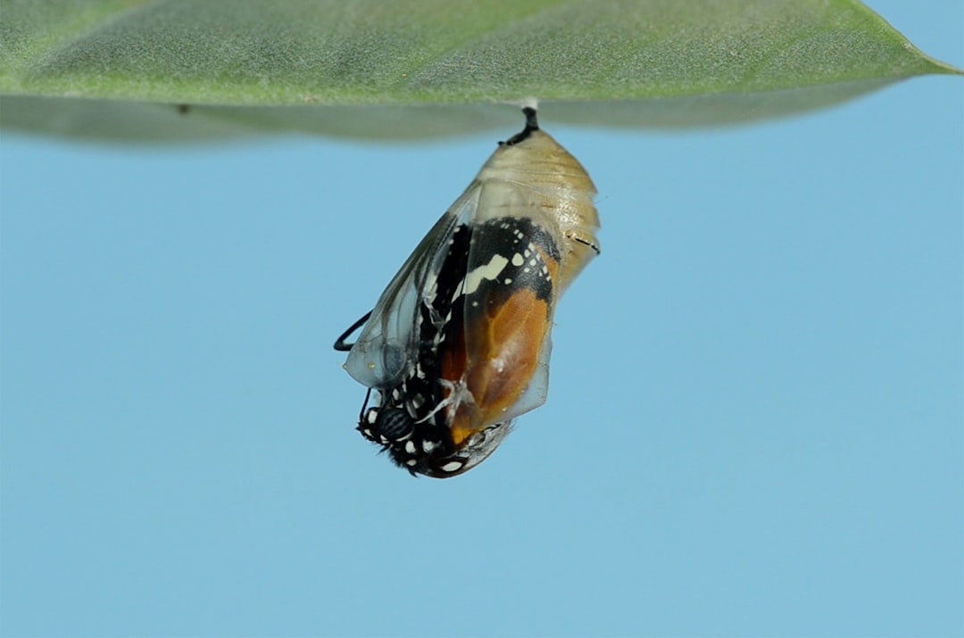 The Seed