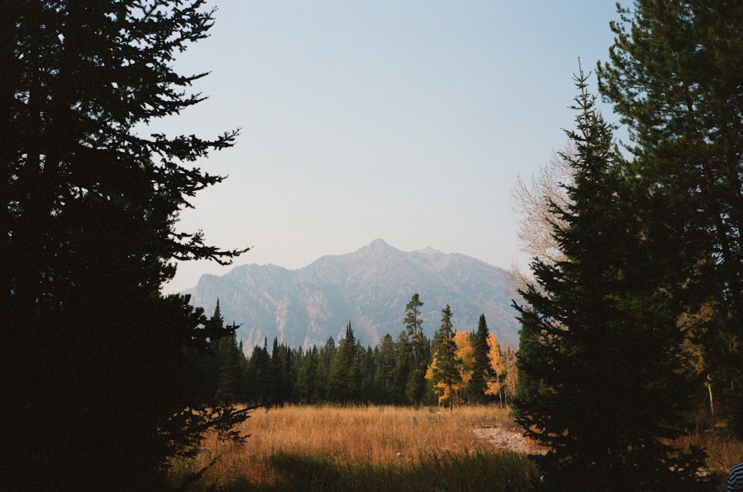 Timbers