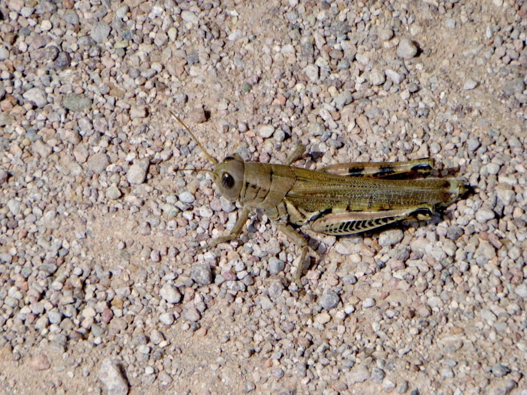 Travel Bug