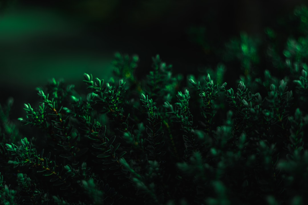 Vert et Noir