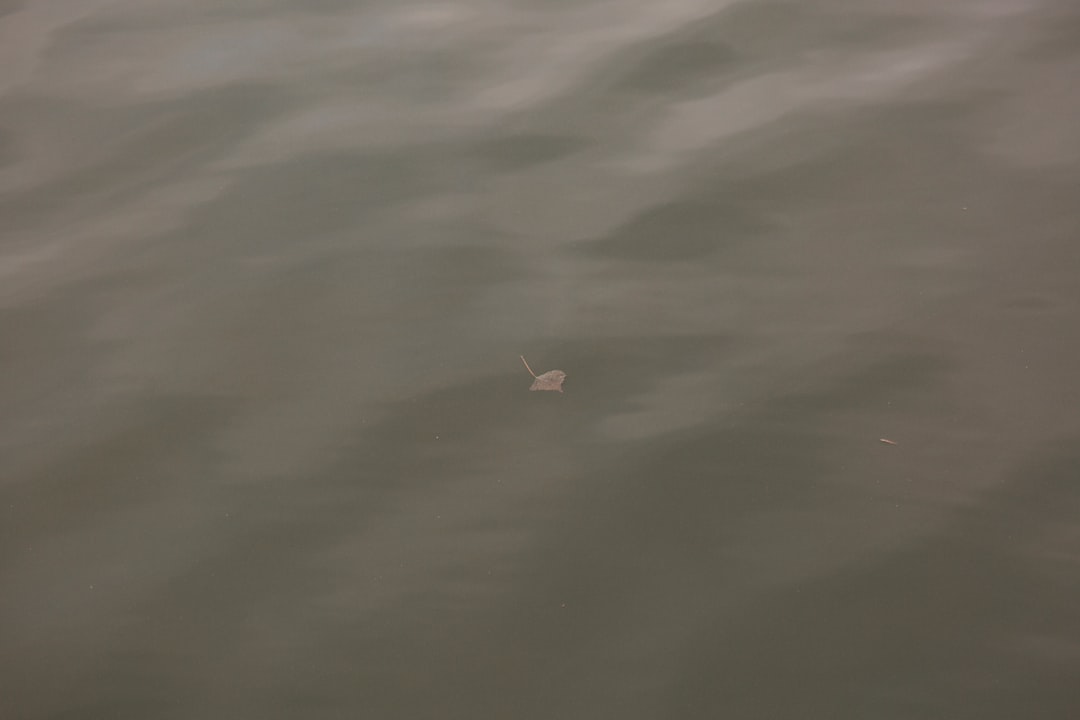 Waterside Cate