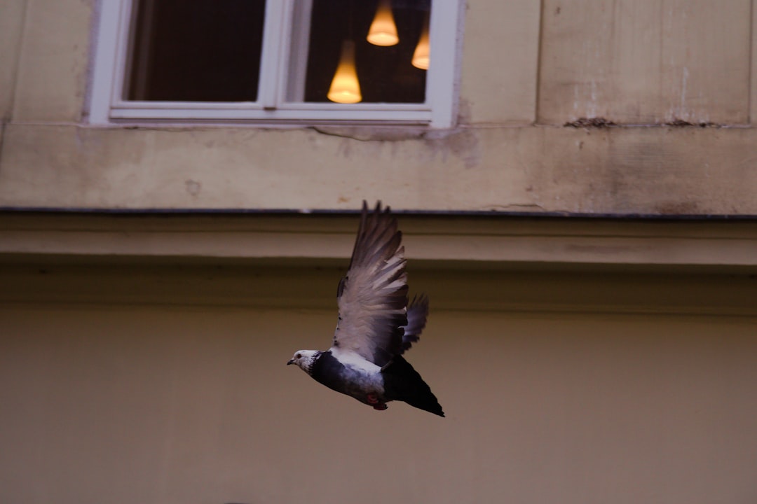 Wingman Birdz + Brewz