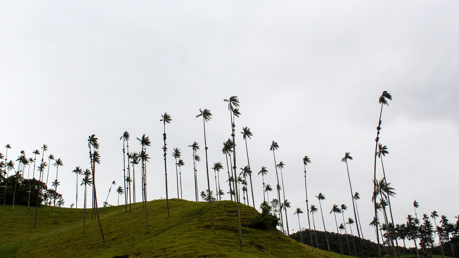 La Alborada, Acacias