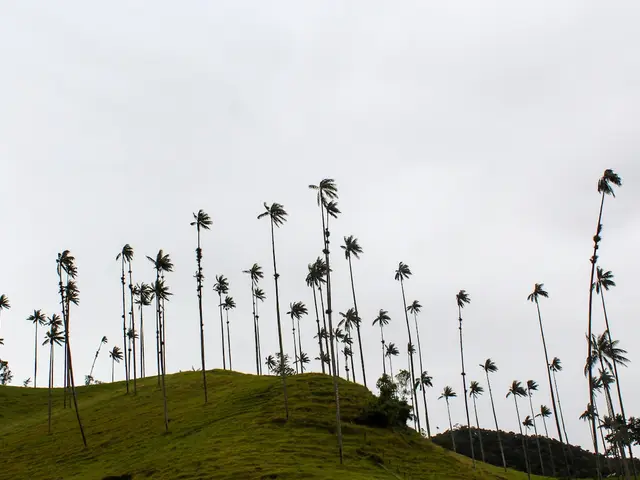 La Alborada, Acacias