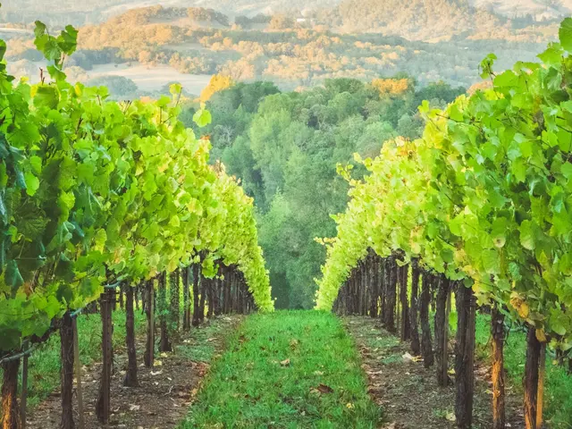 Healdsburg, United States. Hire creative talent in Healdsburg.